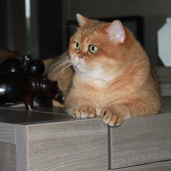 chat British Shorthair black golden shaded Bonus Chatterie des Landes de Kérivo chat British Shorthair black golden shaded Bonus Chatterie des Landes de Kérivo