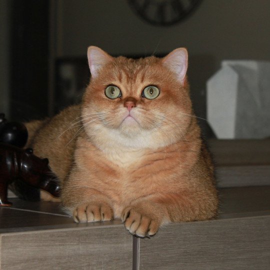 chat British Shorthair black golden shaded Bonus Chatterie des Landes de Kérivo