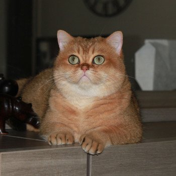 chat British Shorthair black golden shaded Bonus Chatterie des Landes de Kérivo chat British Shorthair black golden shaded Bonus Chatterie des Landes de Kérivo