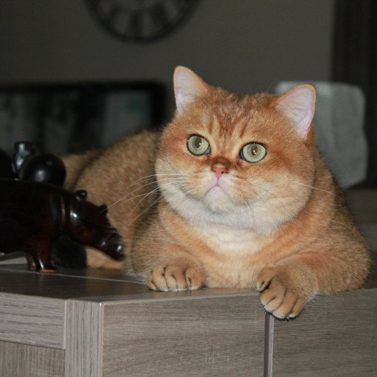 chat British Shorthair black golden shaded Bonus Chatterie des Landes de Kérivo