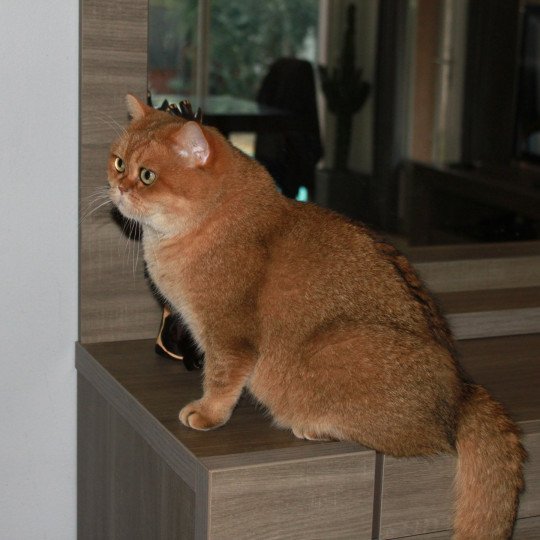 chat British Shorthair black golden shaded Bonus Chatterie des Landes de Kérivo