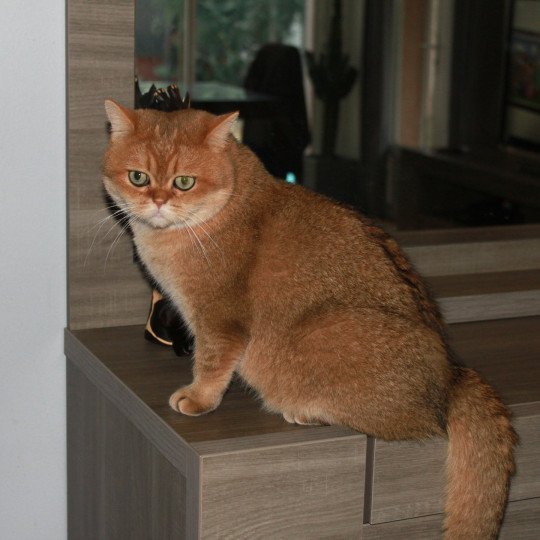 chat British Shorthair black golden shaded Bonus Chatterie des Landes de Kérivo