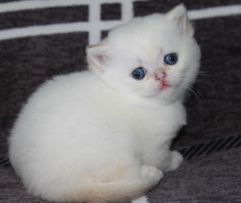 Bounty Mâle British Shorthair