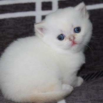 chaton British Shorthair seal golden point Bounty Chatterie des Landes de Kérivo