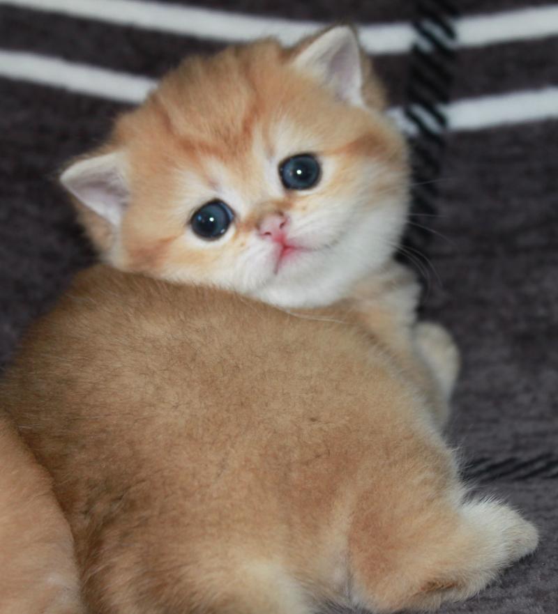 Bubble Bee Femelle British Shorthair