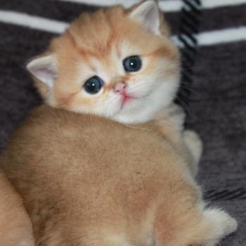 chaton British Shorthair black golden shaded Bubble Bee Chatterie des Landes de Kérivo