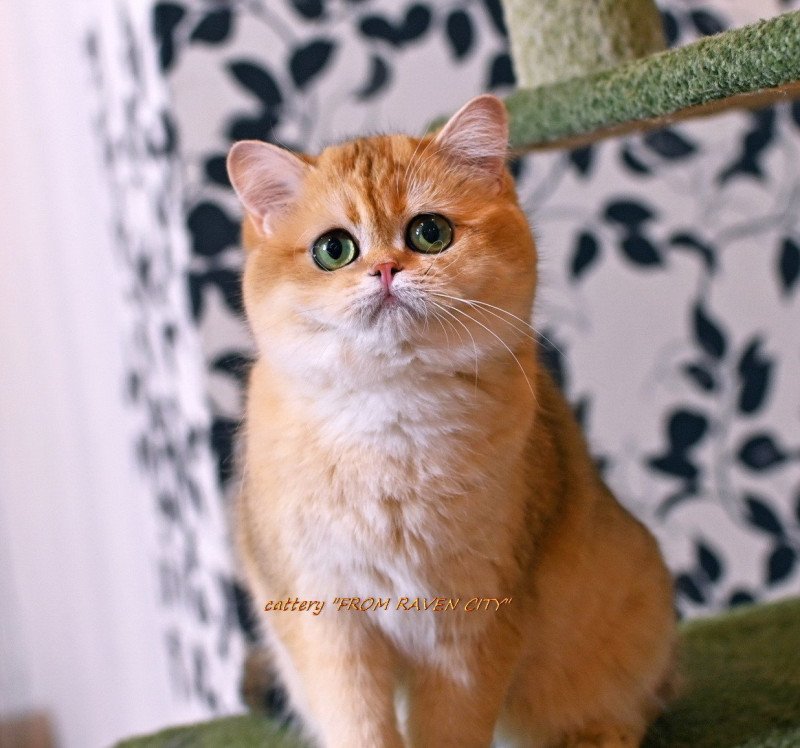 Miledy Morgana From Raven City Femelle British Shorthair Miledy Morgana From Raven City Femelle British Shorthair