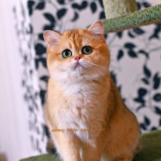 Miledy Morgana From Raven City Femelle British Shorthair
