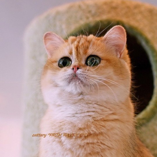 chat British Shorthair black golden shaded Miledy Morgana From Raven City Chatterie des Landes de Kérivo