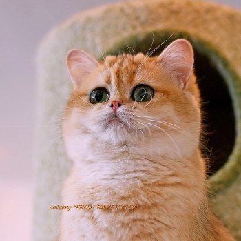 chat British Shorthair black golden shaded Miledy Morgana From Raven City Chatterie des Landes de Kérivo chat British Shorthair black golden shaded Miledy Morgana From Raven City Chatterie des Landes de Kérivo