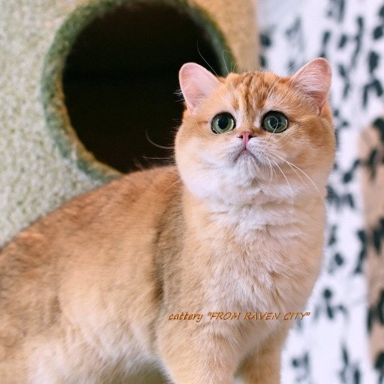 chat British Shorthair black golden shaded Miledy Morgana From Raven City Chatterie des Landes de Kérivo