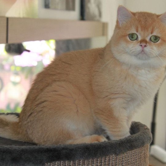 chat British Shorthair Newton Chatterie des Landes de Kérivo