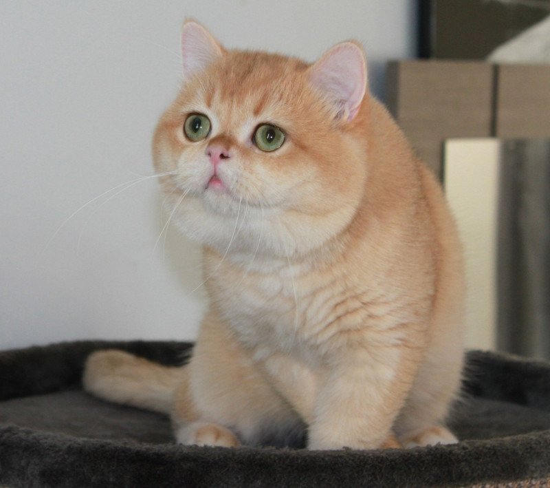 Golden Soft's Newton Mâle British Shorthair Golden Soft's Newton Mâle British Shorthair