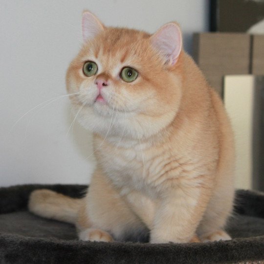 chat British Shorthair Newton Chatterie des Landes de Kérivo