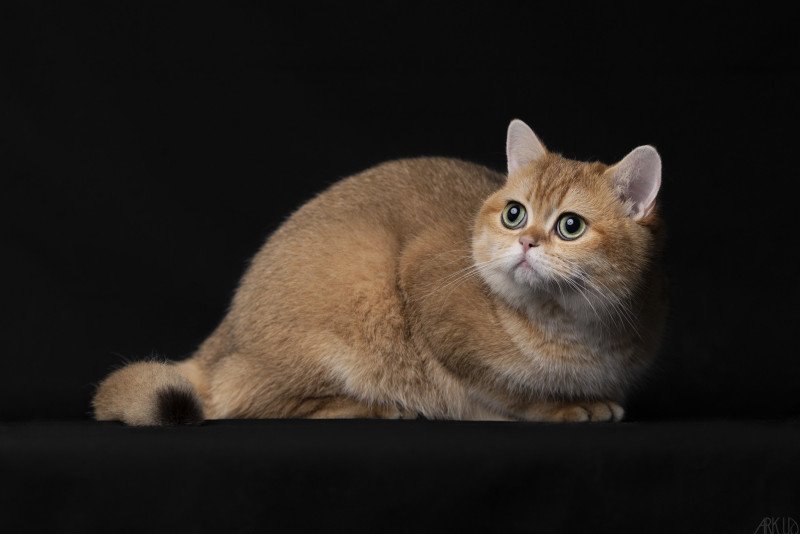 Twilight des Landes de Kérivo Femelle British Shorthair