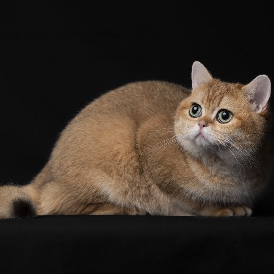 Twilight des Landes de Kérivo Femelle British Shorthair