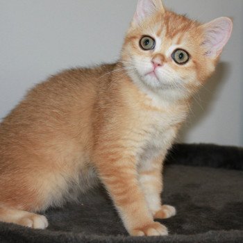 chat British Shorthair copper golden shell Umami des Landes de Kérivo Chatterie des Landes de Kérivo chat British Shorthair copper golden shell Umami des Landes de Kérivo Chatterie des Landes de Kérivo
