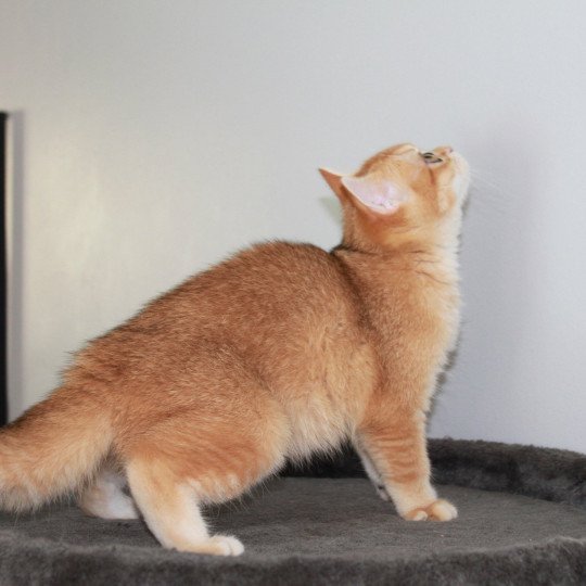 Umami des Landes de Kérivo Femelle British Shorthair