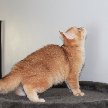 chat British Shorthair copper golden shell Umami des Landes de Kérivo Chatterie des Landes de Kérivo chat British Shorthair copper golden shell Umami des Landes de Kérivo Chatterie des Landes de Kérivo