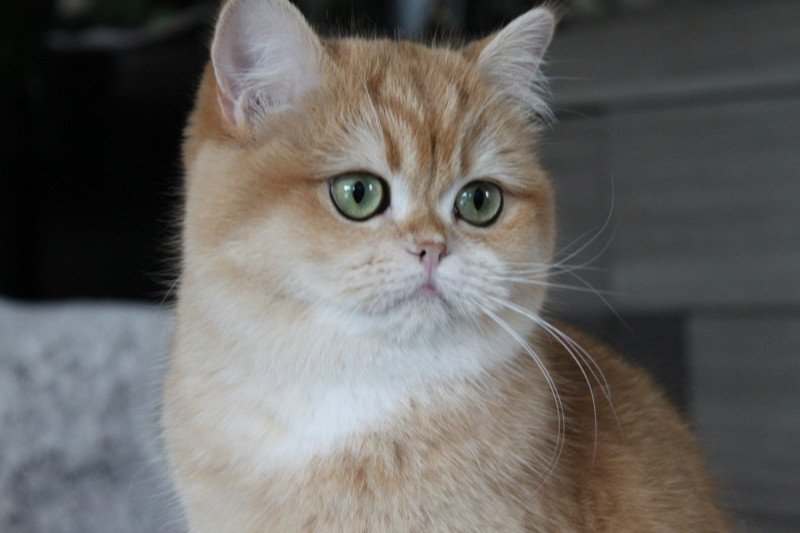 Wasabi Femelle British Shorthair