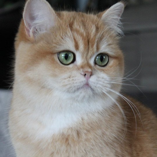 Wasabi Femelle British Shorthair