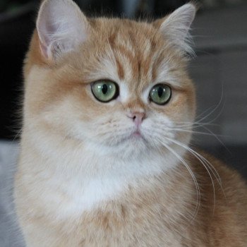 chat British Shorthair Wasabi des Landes de Kérivo Chatterie des Landes de Kérivo