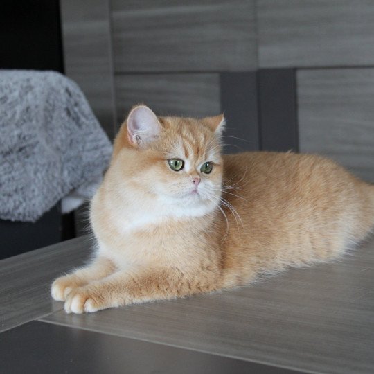 chat British Shorthair black golden shell Wasabi des Landes de Kérivo Chatterie des Landes de Kérivo