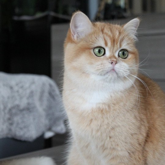 chat British Shorthair black golden shell Wasabi des Landes de Kérivo Chatterie des Landes de Kérivo