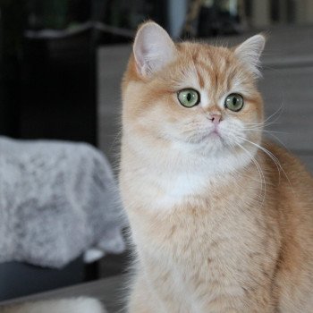 chat British Shorthair black golden shell Wasabi des Landes de Kérivo Chatterie des Landes de Kérivo