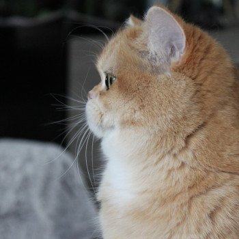 chat British Shorthair black golden shell Wasabi des Landes de Kérivo Chatterie des Landes de Kérivo