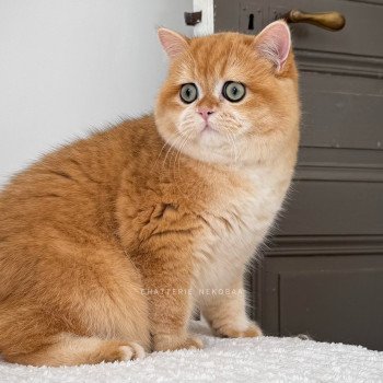 chat British Shorthair Willow des Landes de Kérivo Chatterie des Landes de Kérivo chat British Shorthair Willow des Landes de Kérivo Chatterie des Landes de Kérivo