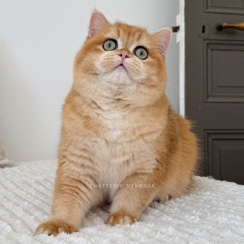 chat British Shorthair Willow des Landes de Kérivo Chatterie des Landes de Kérivo chat British Shorthair Willow des Landes de Kérivo Chatterie des Landes de Kérivo