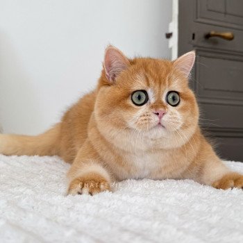 chat British Shorthair Willow des Landes de Kérivo Chatterie des Landes de Kérivo chat British Shorthair Willow des Landes de Kérivo Chatterie des Landes de Kérivo