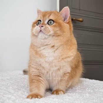 chat British Shorthair Willow des Landes de Kérivo Chatterie des Landes de Kérivo chat British Shorthair Willow des Landes de Kérivo Chatterie des Landes de Kérivo