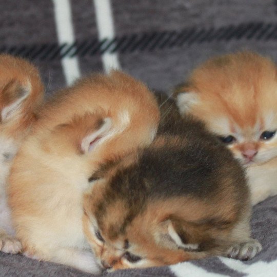 Chaton Golden Disponible